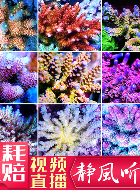 精品珊瑚硬骨SPS活体珊瑚人工繁殖RR鱼鳞吞牛珊瑚G印尼澳洲沙巴2