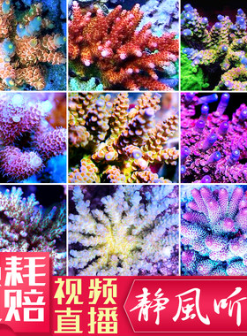精品珊瑚硬骨SPS活体珊瑚人工繁殖RR鱼鳞吞牛珊瑚G印尼澳洲沙巴2