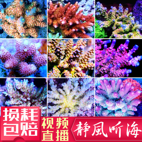 精品珊瑚硬骨SPS活体珊瑚人工繁殖RR鱼鳞吞牛珊瑚G印尼澳洲沙巴2
