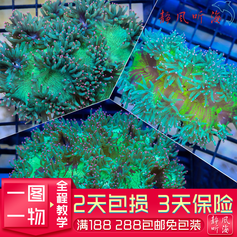 长须尼罗河金点人工繁殖软体珊瑚软体lps海缸印尼澳洲沙巴荧光绿