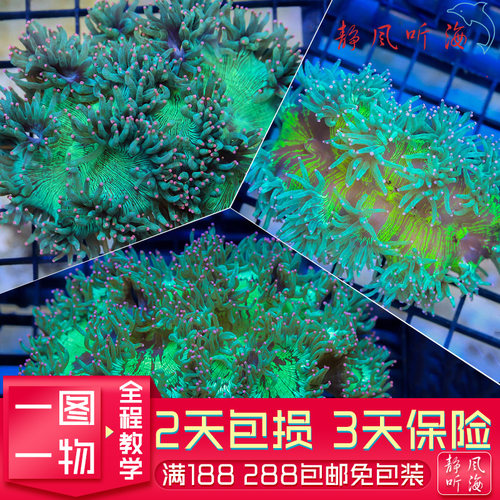 长须尼罗河金点荧光绿软体珊瑚
