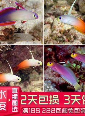 紫雷达大溪地火鸟活体海水鱼