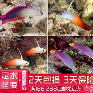 紫雷达鱼紫玉大溪地火鸟变色鸳鸯喷射机蓝灯管蓝点虾虎活体海水鱼