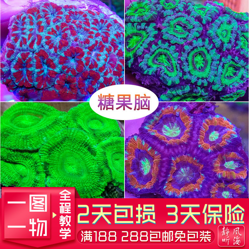 印尼澳洲沙巴软体珊瑚脑珊瑚