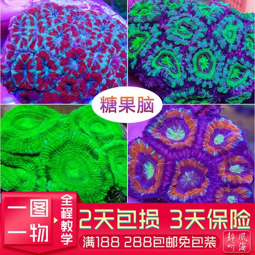 印尼澳洲沙巴软体珊瑚脑珊瑚