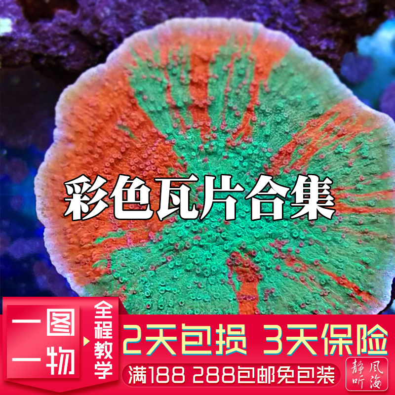红绿瓦片卷心菜人工繁殖软体珊瑚