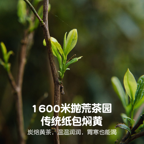 2026蒙顶黄茶玉米甜焖黄深发酵