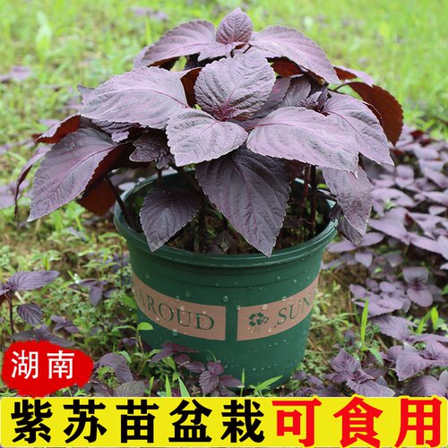 湖南正宗两面红紫苏叶食用新鲜紫苏苗盆栽紫苏籽种子种植阳台花园