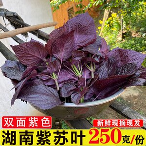 新鲜紫苏叶食用湖南双面红正宗紫苏250g烧龙虾鱼蟹去腥味嫩叶香苏