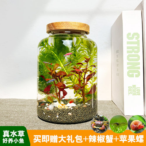 玻璃免换水微景观生态瓶