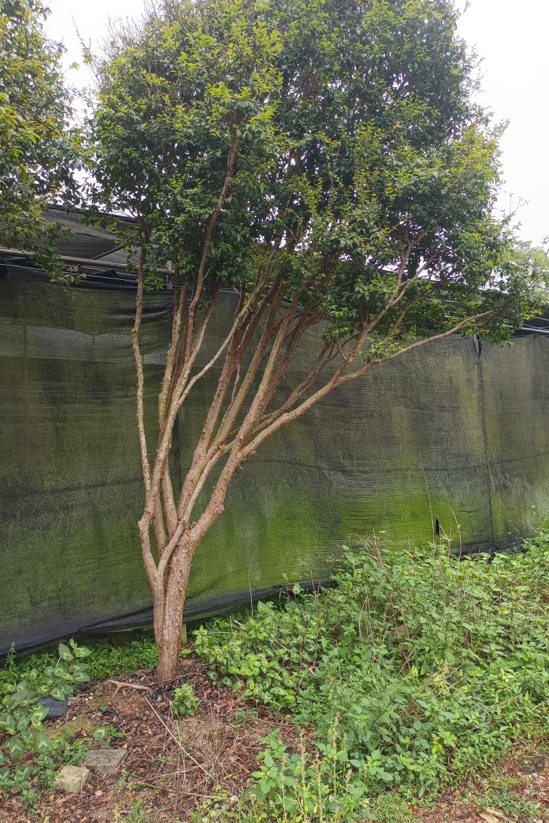 嘉宝果树树葡萄苗阳台庭院四季盆桌面绿植