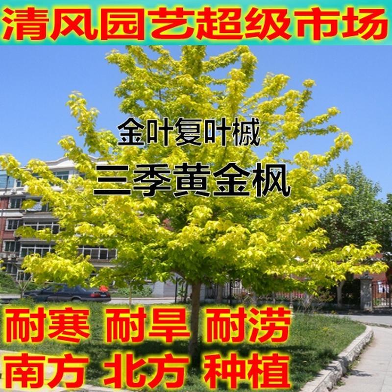 厂家苗圃直销金叶复叶槭树苗黄金枫树苗景观行道树南北方种植绿化