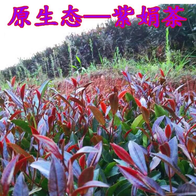紫娟茶红茶紫娟晒红茶云南滇红茶250克送礼品袋装产地茶农直销