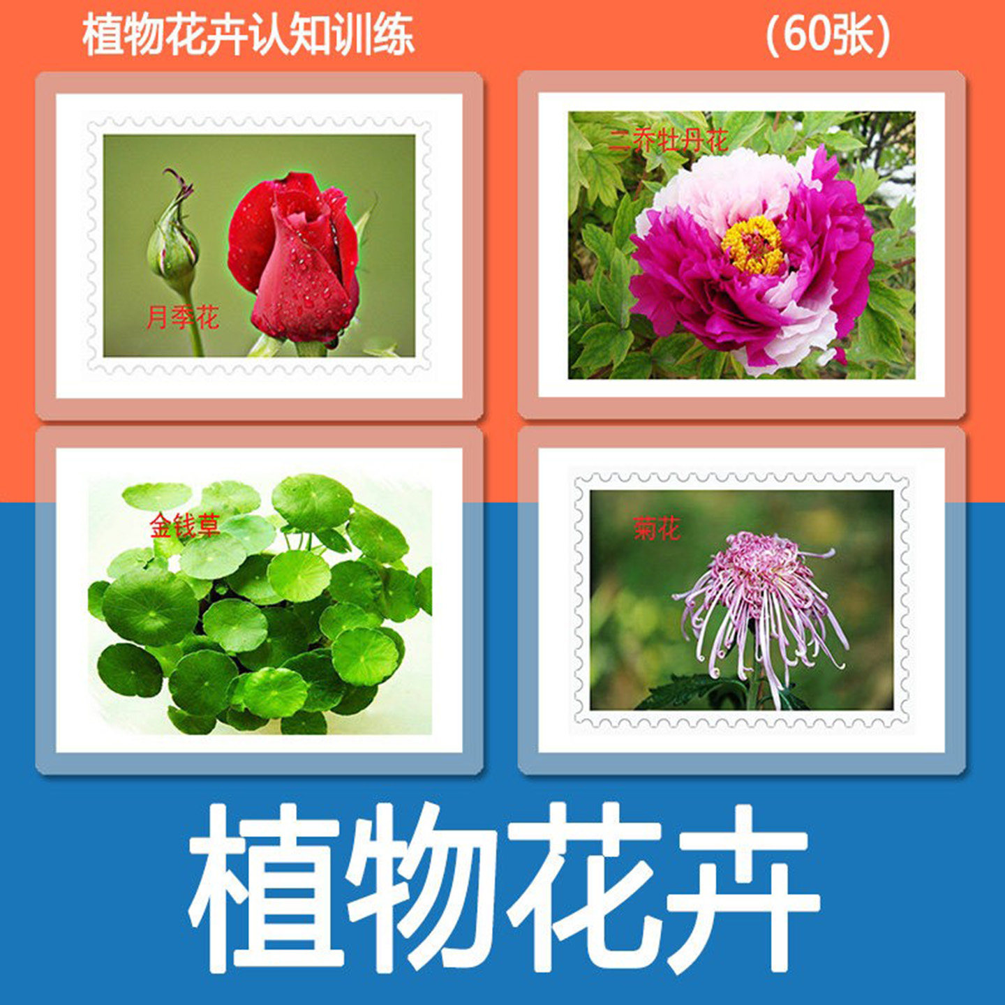 儿童植物花卉认知彩图识字名词卡片自闭症语言发育迟缓训练教具