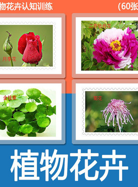 儿童植物花卉认知彩图识字名词卡片自闭症语言发育迟缓训练教具