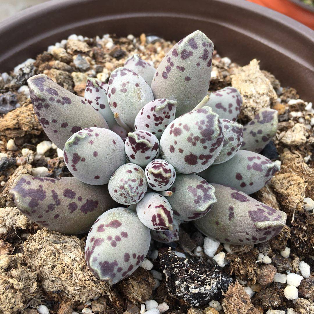 海豹多肉植物水泡系超萌梅花鹿奇趣多肉花卉盆栽绿植室内阳台植物