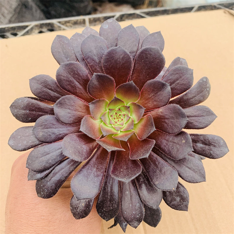 黑铜壶法师单头多头手捧花群生