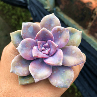 紫乐多肉植物喜阳光肉肉组合盆栽花卉防辐射净化空气紫色创意绿植