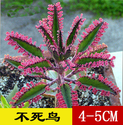 四季好养办公室美观花卉便宜