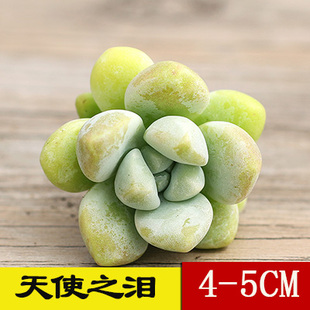 天使之泪多肉植物群生老桩多头肉肉阳台花卉绿植盆栽组合老桩多肉