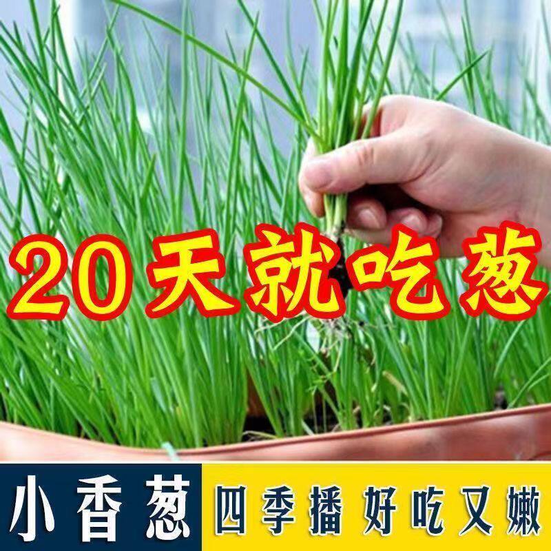 阳台四季小香葱原生四季香葱根头蔬菜调料盆栽可再生长葱苗带根