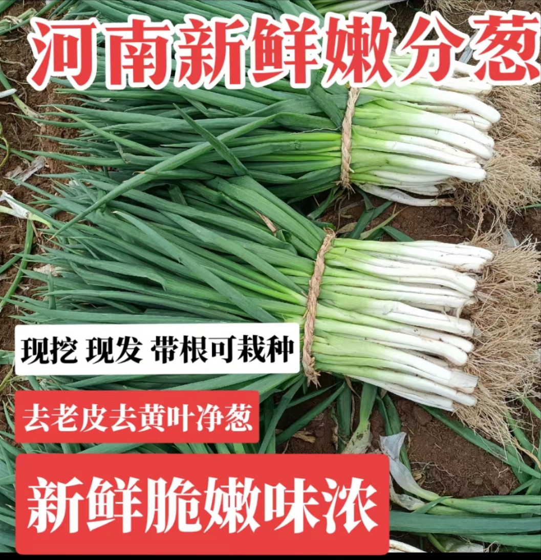 分葱新鲜蔬菜河南大葱新鲜分葱白甜蘸酱葱非小香葱苗带根现挖现发 水产肉类/新鲜蔬果/熟食 葱类 原图主图