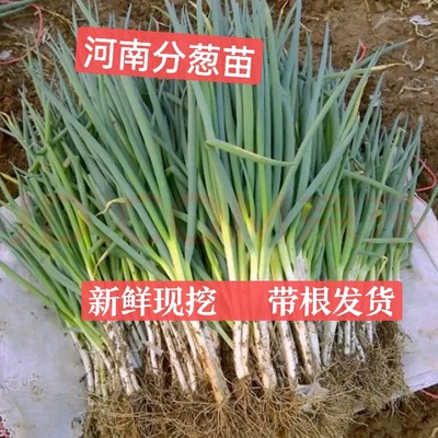 河南分葱新鲜大葱苗现挖发货保质