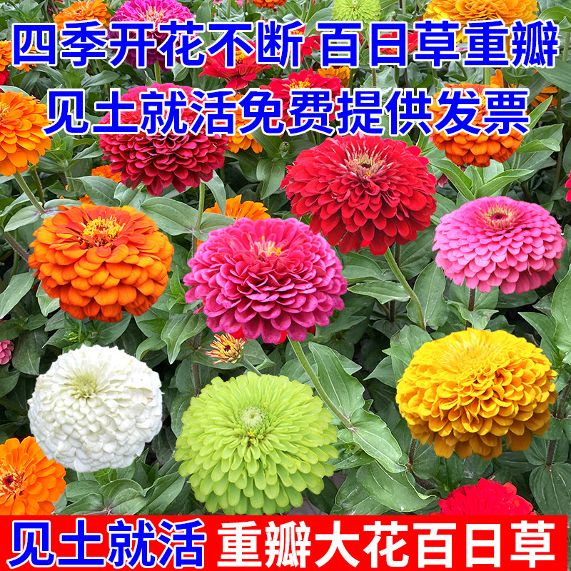 百日草花种籽子混色百日菊花籽四季播种开花易活庭院室外野花种子