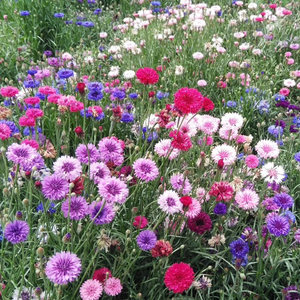 矢车菊花种子混色庭院观花种子