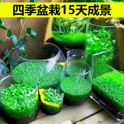 鱼缸水草种子生态玻璃瓶