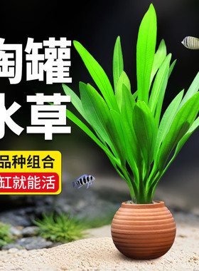 鱼缸水草造景摆件增氧阴性绿菊绿九冠净水定植陶罐水草火山石套餐