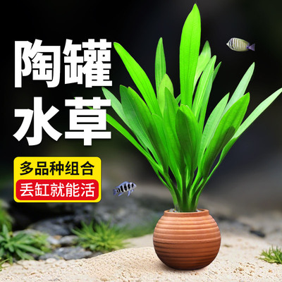 鱼缸水草造景摆件增氧阴性绿菊绿九冠净水定植陶罐水草火山石套餐
