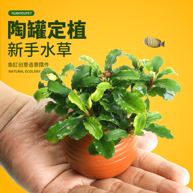 鱼缸水草造景摆件增氧阴性净水定植陶罐水草火山石套餐绿菊绿九冠