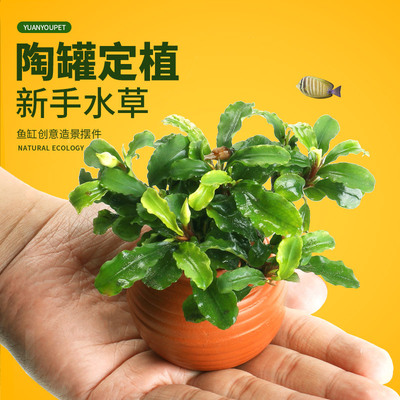 鱼缸水草造景摆件增氧阴性净水定植陶罐水草火山石套餐绿菊绿九冠
