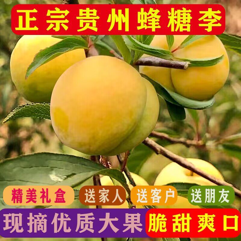 正宗贵州蜂糖李5斤脆甜蜂蜜水果新鲜脱骨李子当季整箱应季