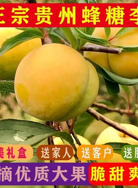 正宗贵州蜂糖李5斤脆甜蜂蜜水果新鲜脱骨李子当季整箱应季