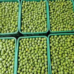 钱排早熟三月李酸脆李子当季青李孕妇当季新鲜水果三华李珍珠李