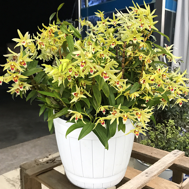 铁皮石斛盆栽带白纹盆好种发货石斛室内家居绿植边种边吃石斛盆景