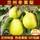 兰州冬果梨水果雪梨煮热冬果梨汤原料生梨新鲜水果甘肃名小吃5斤