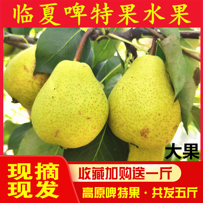 临夏啤特果水果新鲜梨和政皮胎果