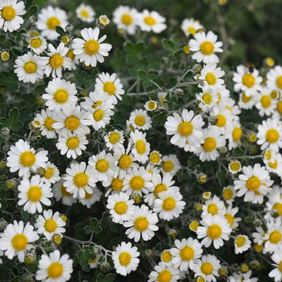 逸棵足褶野路菊阳台庭院冬春开