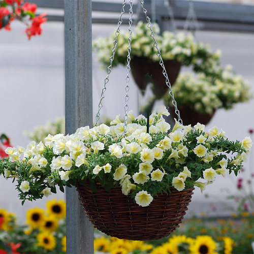 垂吊矮牵牛花苗盆栽易种