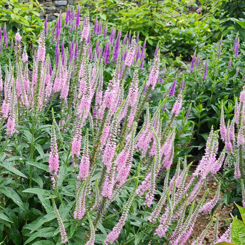 多年生婆婆纳花苗阳台庭院易活