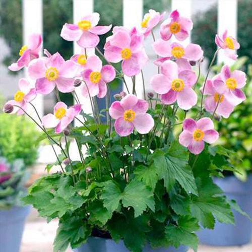 秋牡丹花苗四季开花易种易活