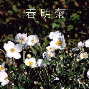 逸棵春明菊种苗白色花朵花卉苗盆栽植物苗易种活春季阳台春季盆栽
