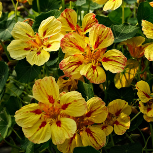 旱金莲花苗幼苗种子苗阿拉斯加垂吊重瓣花叶大苗阳台庭院盆栽冬季