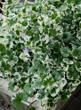 花叶活雪丹花苗小苗室内外阳台庭院四季种绿植物易种活多年生宿根