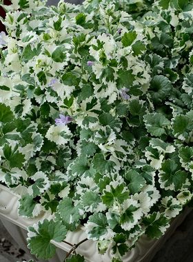 花叶活雪丹四季观叶室外