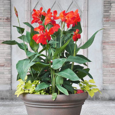 美人蕉多年生四季种开花阳台盆栽