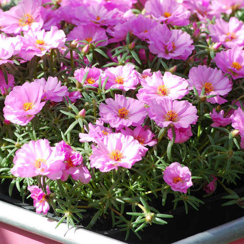太阳花花苗阳台庭院室内外易种
